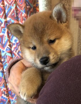 柴犬(標準サイズ)【埼玉県・女の子・2019年2月3日・赤】の写真「たぬき顔の甘えん坊」