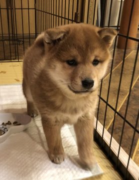 柴犬(標準サイズ)【埼玉県・女の子・2020年12月9日・赤】の写真「寂しがりやで甘えん坊」