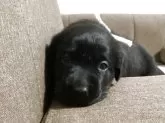 ラブラドールレトリバー【熊本県・女の子・2025年10月2日・ブラック】の写真9