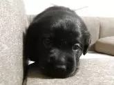 ラブラドールレトリバー【熊本県・女の子・2025年10月2日・ブラック】の写真10