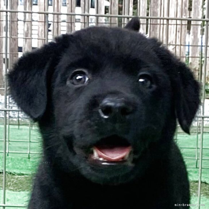 ブリーダー画像