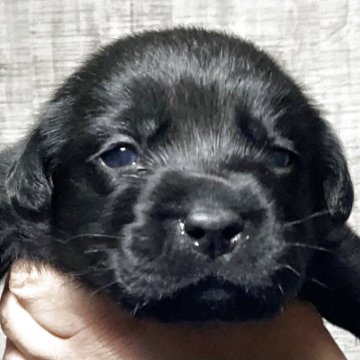 ラブラドールレトリバー【熊本県・男の子・2025年10月20日・ブラック】の写真「可愛い黒ラブ男の子」