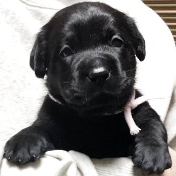 ラブラドールレトリバー【熊本県・女の子・2025年10月2日・ブラック】の写真「可愛い黒ラブ女の子」