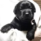 ラブラドールレトリバー【熊本県・女の子・2025年10月2日・ブラック】の写真2