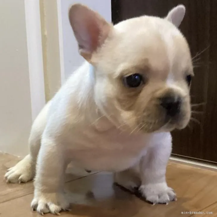 ID:2208-03593の子犬