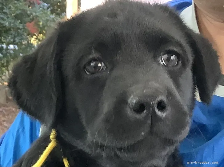 ID：2112-03362の子犬