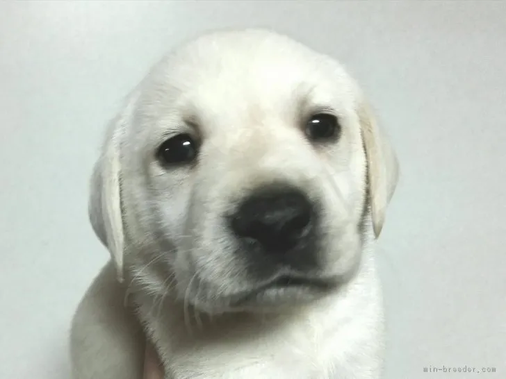 ID：1812-02284の子犬