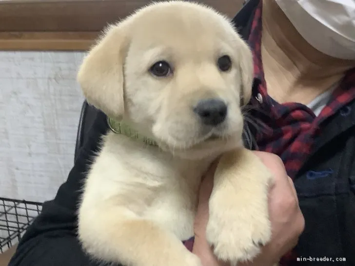 ID：2102-03142の子犬