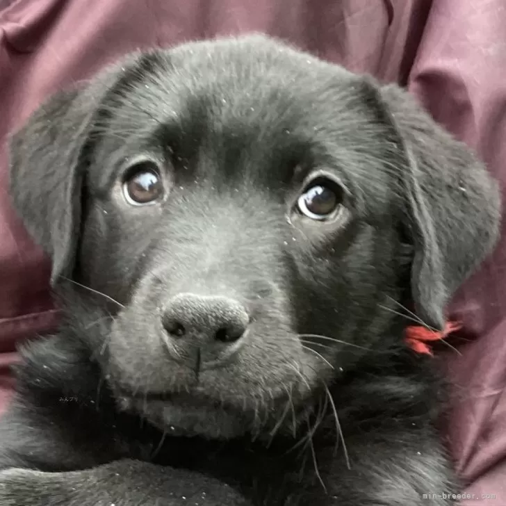 mikishi 様のお迎えした子犬