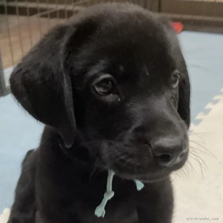 ID：2209-01447の子犬