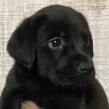 ラブラドールレトリバー【熊本県・女の子・2023年6月1日・ブラック】の写真「可愛い黒ラブ 女の子」