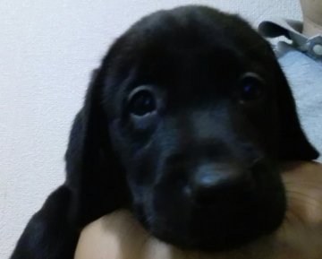 ラブラドールレトリバー【熊本県・女の子・2019年7月31日・ブラック】の写真「可愛い黒ラブの女の子」