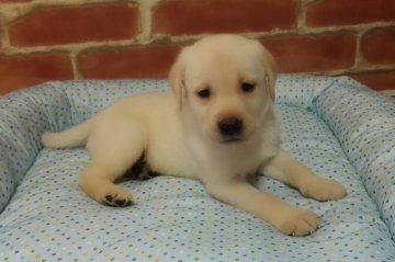 ラブラドールレトリバー【熊本県・男の子・2017年7月30日・イエロー】の写真「可愛いイエローの（男の子）」