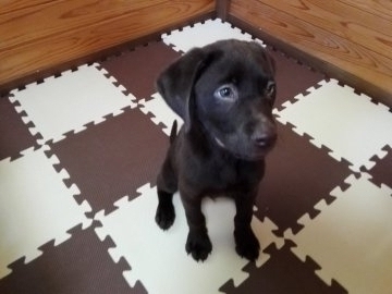 ラブラドールレトリバー【熊本県・男の子・2017年3月8日・チョコ】の写真「健康なイケメンのチョコラブです。」