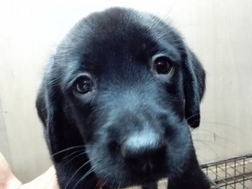 ラブラドールレトリバー【熊本県・女の子・2018年7月18日・ブラック】の写真「可愛い黒ラブの女の子」