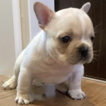 フレンチブルドッグ【熊本県・男の子・2022年7月17日・クリーム】の写真「とても綺麗なムチムチ男の子です。」