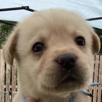 ラブラドールレトリバー【熊本県・男の子・2023年3月3日・イエロー】の写真「可愛いイエロー男の子」