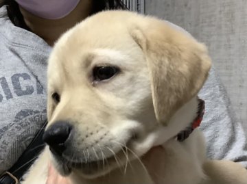 ラブラドールレトリバー【熊本県・女の子・2021年1月11日・イエロー】の写真「可愛い黒ラブ女の子」