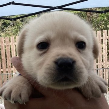 ラブラドールレトリバー【熊本県・男の子・2023年3月3日・イエロー】の写真「可愛いイエロー男の子」