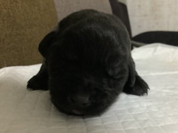 ラブラドールレトリバー【熊本県・女の子・2020年11月7日・ブラック】の写真「可愛い黒ラブ女の子」
