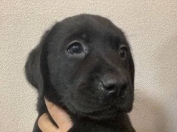 ラブラドールレトリバー【熊本県・女の子・2019年12月2日・ブラック】の写真「可愛い黒ラブ女の子」