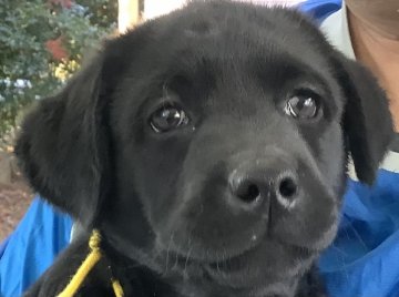 ラブラドールレトリバー【熊本県・女の子・2021年9月27日・ブラック】の写真「可愛い黒ラブ女の子」