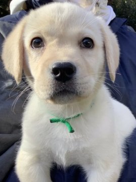 ラブラドールレトリバー【熊本県・男の子・2022年1月1日・イエロー】の写真「お鼻が真っ黒 可愛い イエロー男の子」