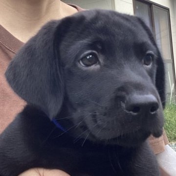 ラブラドールレトリバー【熊本県・男の子・2023年6月5日・ブラック】の写真「可愛い黒ラブ男の子」