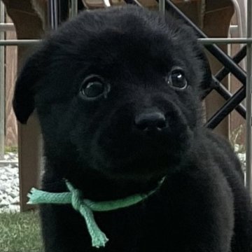 ラブラドールレトリバー【熊本県・女の子・2023年3月3日・ブラック】の写真「可愛い黒ラブ女の子」