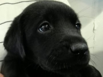 ラブラドールレトリバー【熊本県・女の子・2019年7月31日・ブラック】の写真「可愛い黒ラブの女の子」