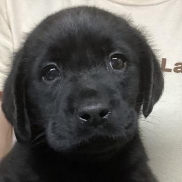 ラブラドールレトリバー【熊本県・男の子・2022年6月2日・ブラック】の写真「可愛い黒ラブ 男の子」