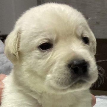 ラブラドールレトリバー【熊本県・男の子・2022年12月31日・イエロー】の写真「可愛いイエローラブ男の子」