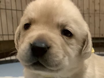 ラブラドールレトリバー【熊本県・女の子・2021年12月6日・イエロー】の写真「可愛い イエロー女の子」