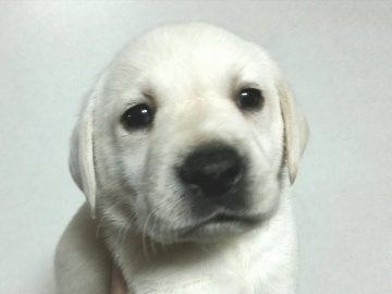 ラブラドールレトリバー【熊本県・男の子・2018年11月17日・イエロー】の写真「可愛いイエローラブ(男の子)」