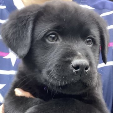 ラブラドールレトリバー【熊本県・男の子・2022年11月11日・ブラック】の写真「可愛い黒ラブ男の子」