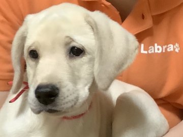 ラブラドールレトリバー【熊本県・女の子・2020年6月11日・イエロー】の写真「可愛いイエロー女の子」