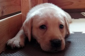 ラブラドールレトリバー【熊本県・女の子・2017年7月30日・イエロー】の写真「可愛いイエローの（女の子）」