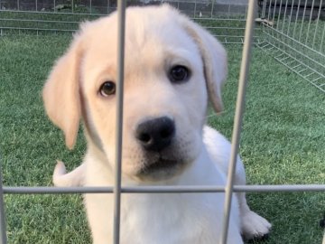 ラブラドールレトリバー【熊本県・男の子・2021年1月7日・イエロー】の写真「可愛いイエロー男の子」