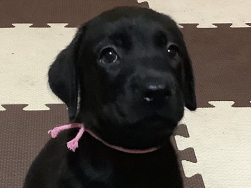 ラブラドールレトリバー【熊本県・女の子・2019年9月3日・ブラック】の写真「可愛い黒ラブ女の子」