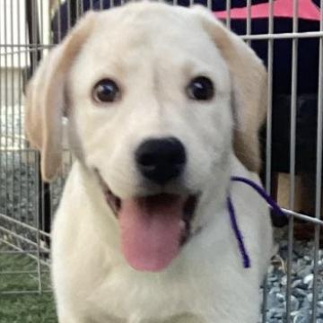 ラブラドールレトリバー【熊本県・男の子・2022年8月24日・イエロー】の写真「可愛いイエロー男の子」