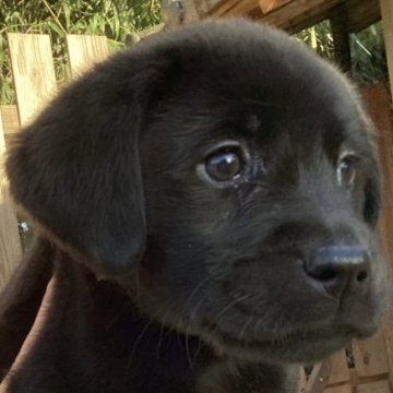 ラブラドールレトリバー【熊本県・女の子・2022年12月31日・ブラック】の写真「可愛い黒ラブ女の子」