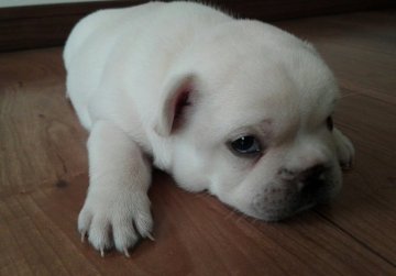 フレンチブルドッグ【熊本県・男の子・2017年9月24日・クリーム】の写真「可愛いデブです。（次男）」