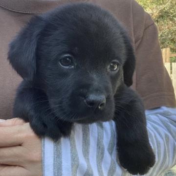ラブラドールレトリバー【熊本県・女の子・2022年10月1日・ブラック】の写真「可愛い 黒ラブ女の子」