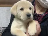 ラブラドールレトリバー【熊本県・男の子・2021年1月5日・イエロー】の写真1