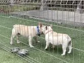 フレンチブルドッグ【熊本県・男の子・2022年7月17日・クリーム】の写真4「仲良しのお父さん犬とお母さん犬です。」