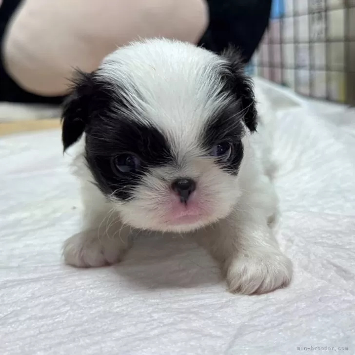 ID:2509-01533の子犬
