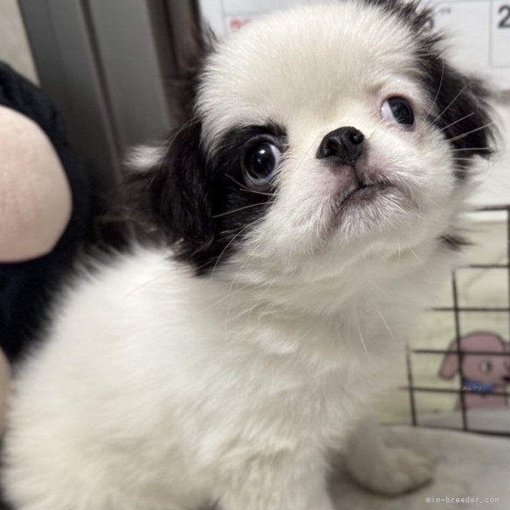 ブリーダー画像