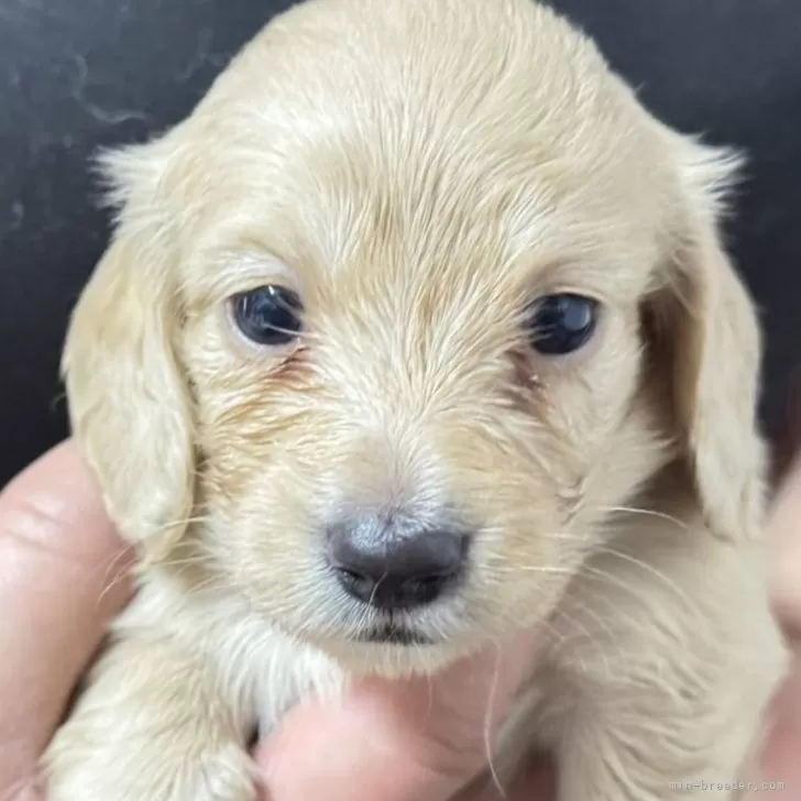 ミニチュアダックスフンド(ロング)【長野県・女の子・2025年1月11日・イエロー】の写真1「しっかりしています」