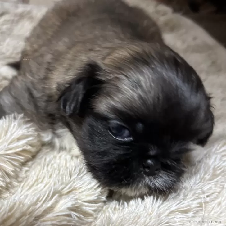 ペキニーズ【長野県・男の子・2025年10月26日・フォーン】の写真1「綺麗なお顔です」