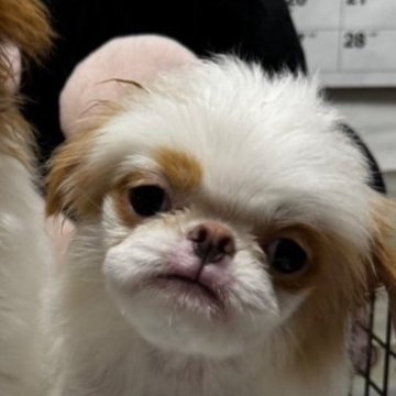 狆(チン)【長野県・男の子・2025年5月29日・白、茶】の写真「綺麗な茶狆です」